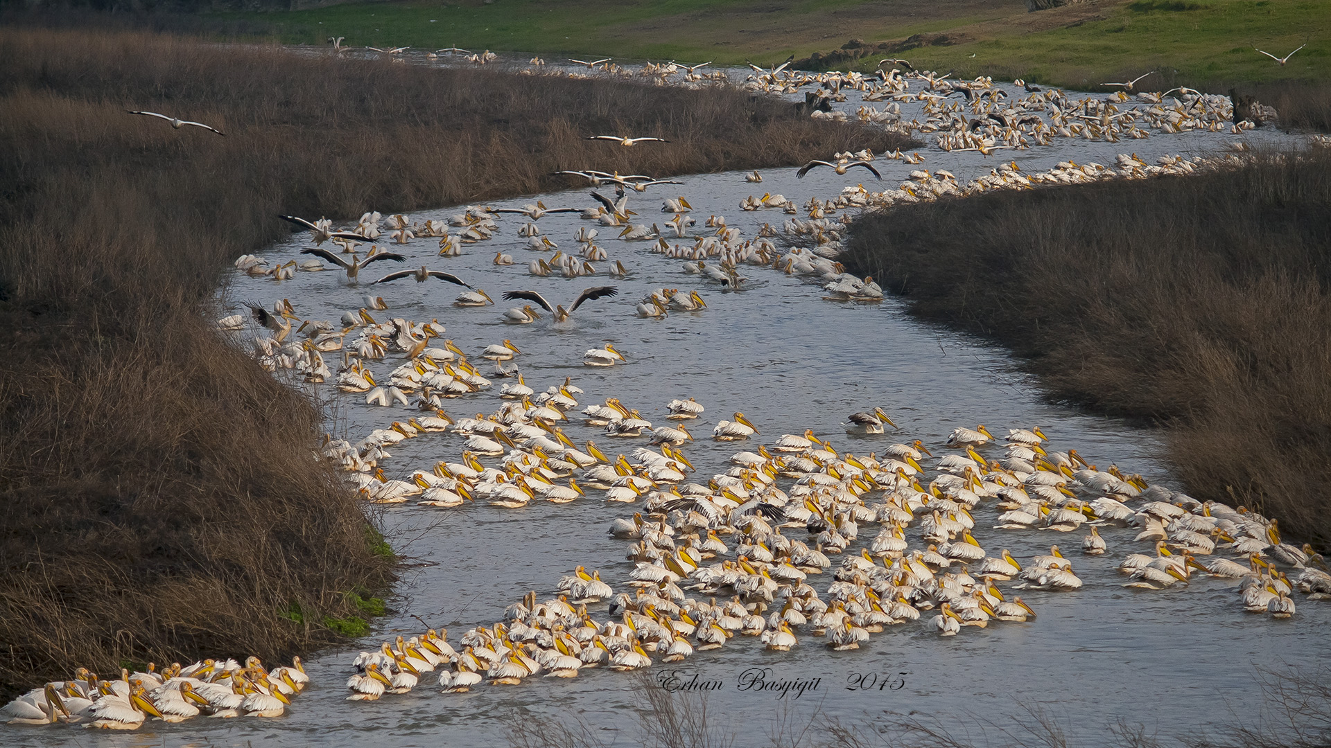 Ak pelikan » Great White Pelican » Pelecanus onocrotalus