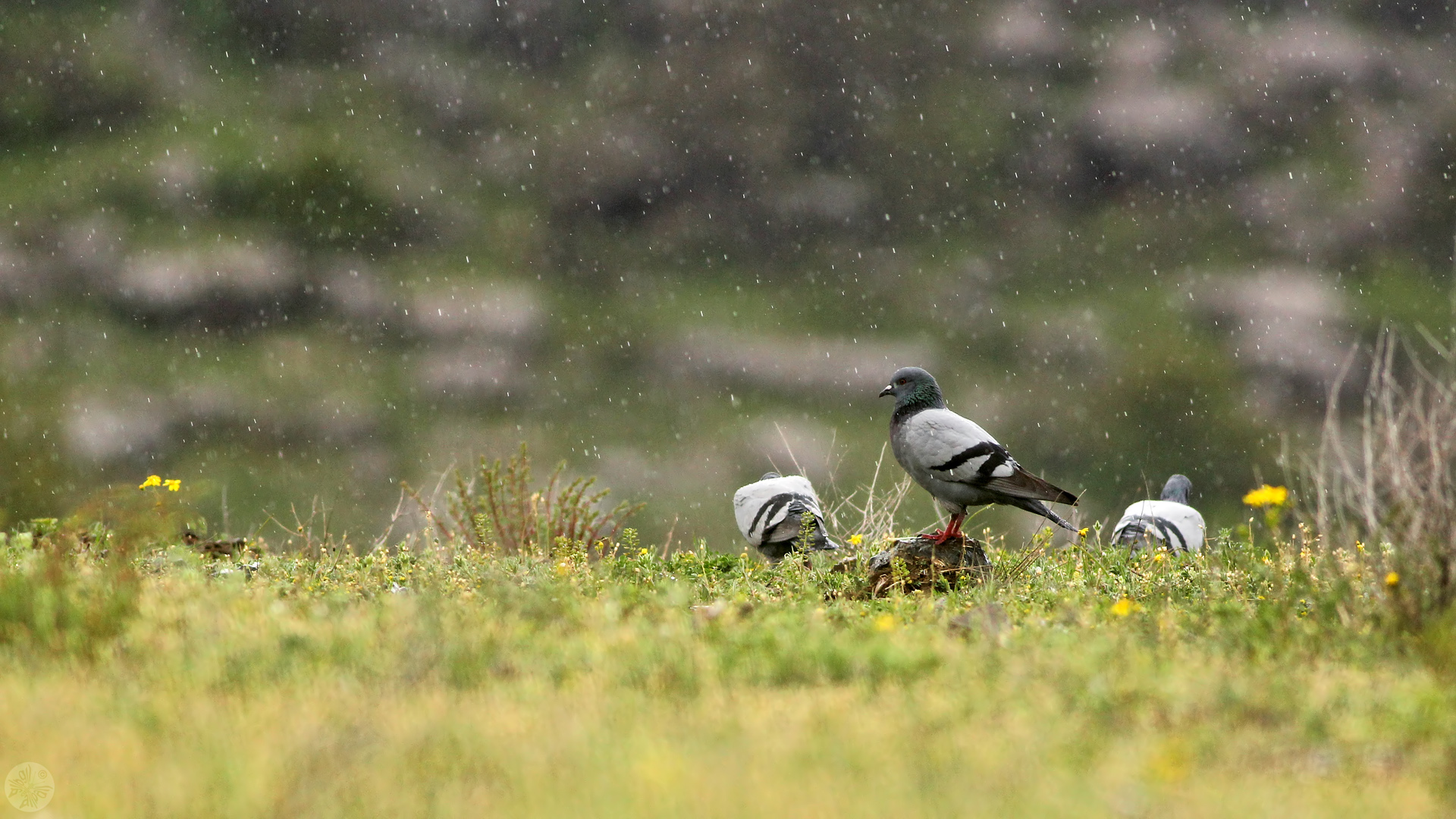 Kaya güvercini » Rock Dove » Columba livia
