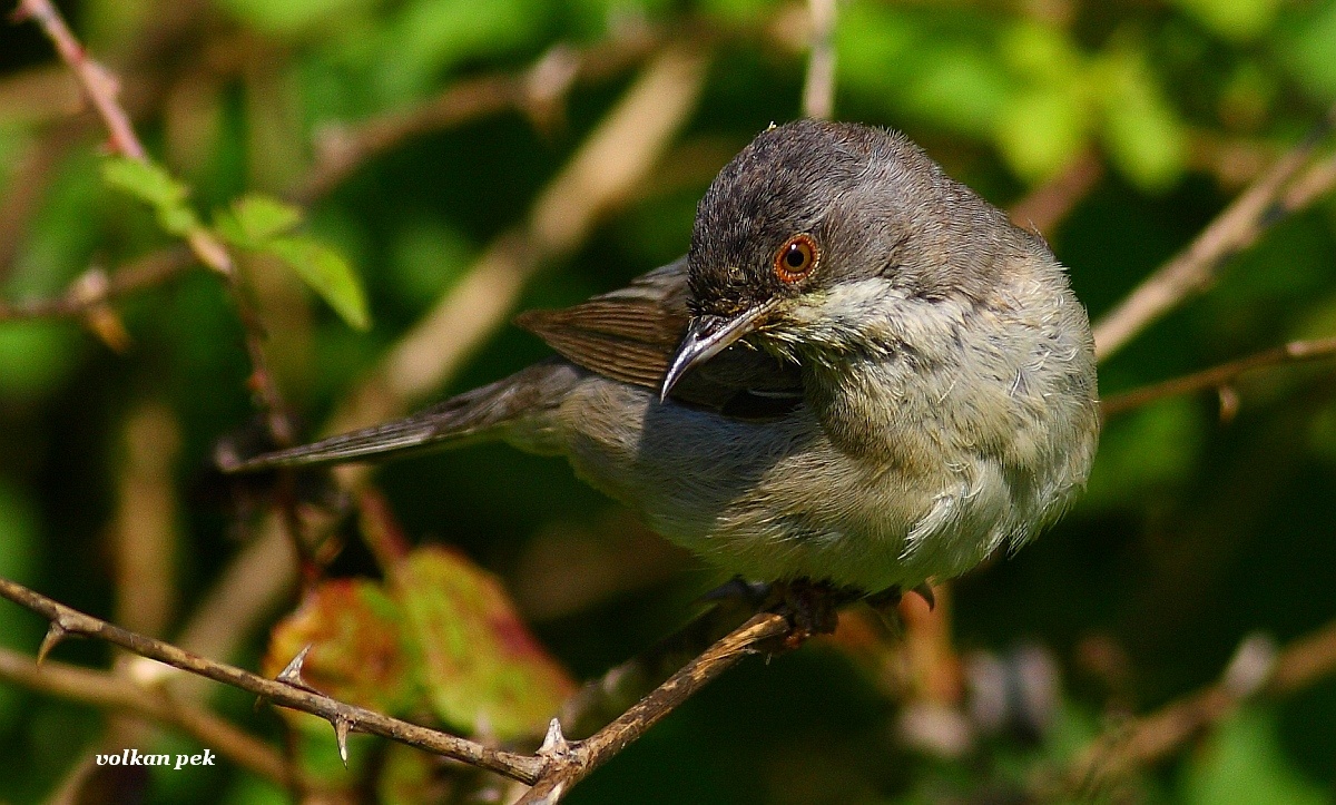 Karaboğazlı ötleğen