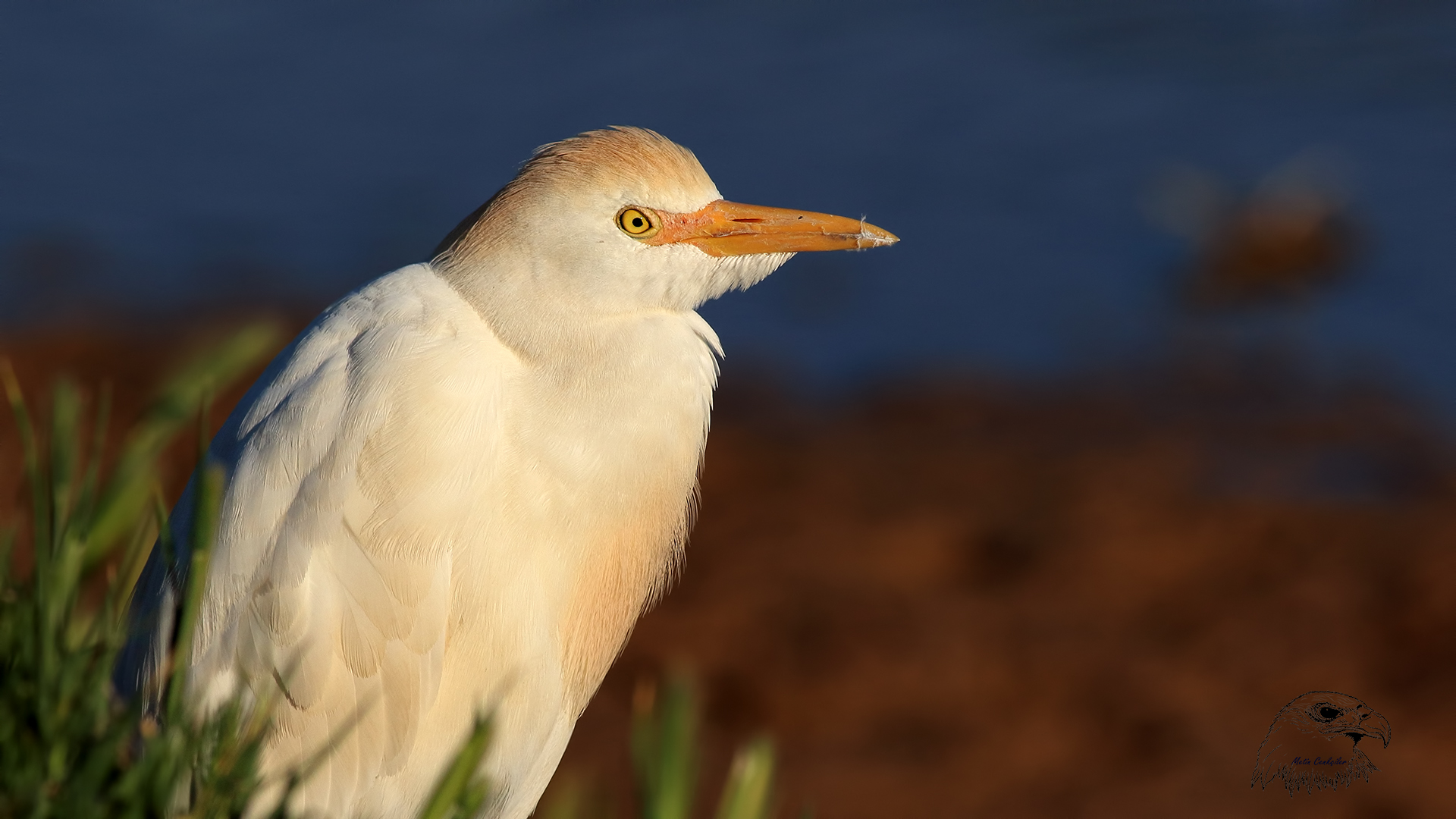 Sığır balıkçılı