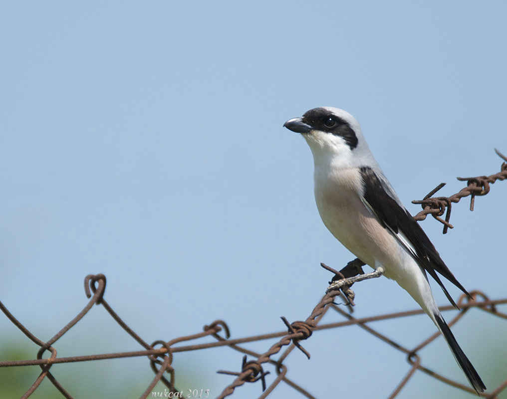 Karaalınlı örümcekkuşu