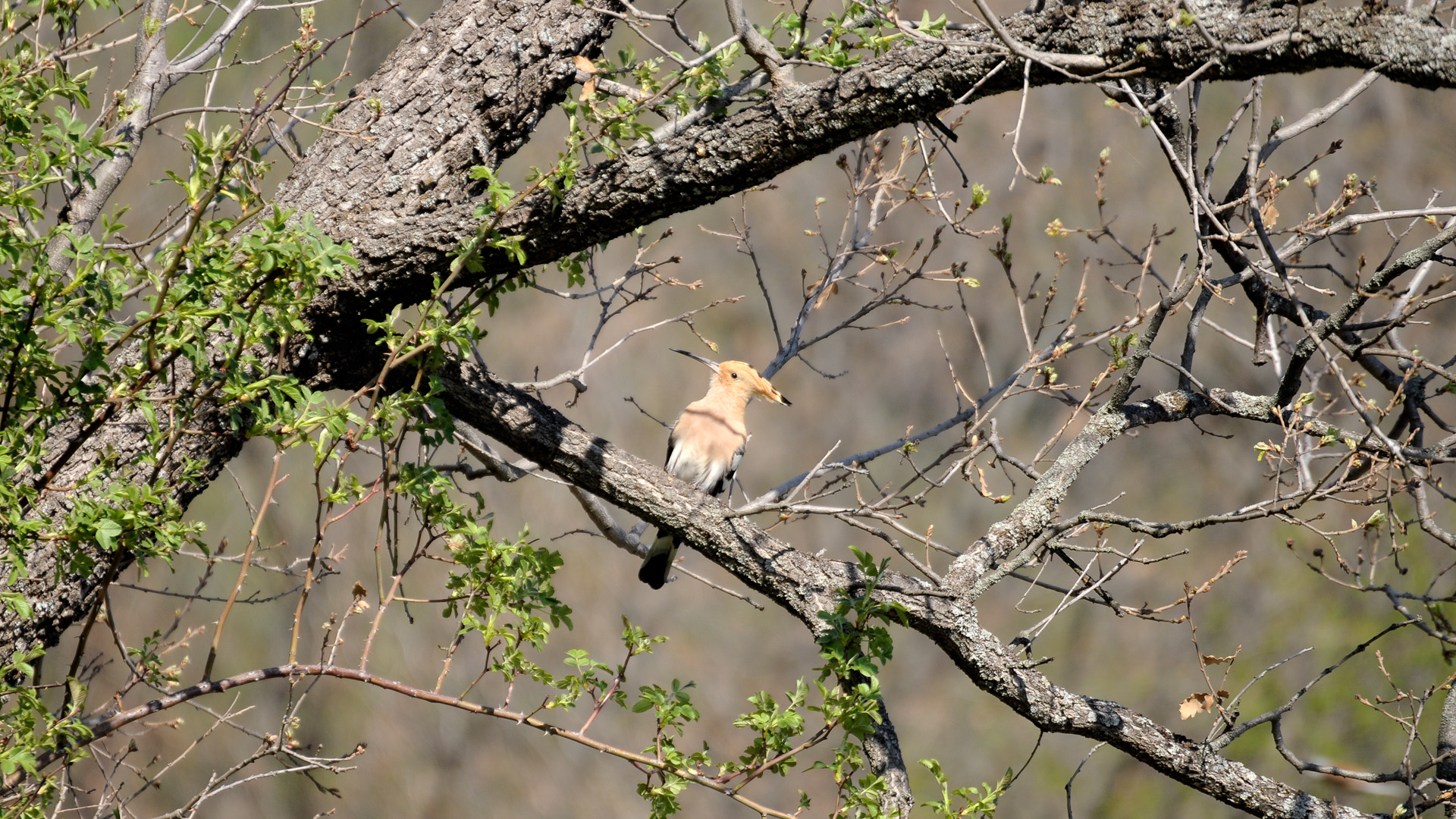 İbibik » Eurasian Hoopoe » Upupa epops
