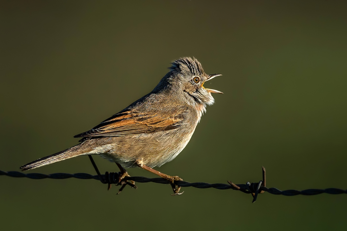 Akgerdanlı ötleğen