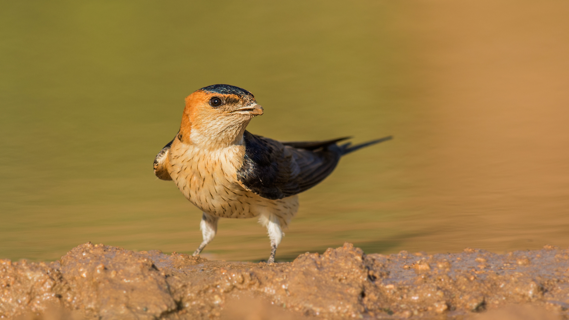 Kızıl kırlangıç