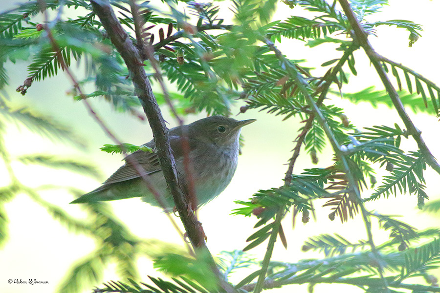Ağaç kamışçını