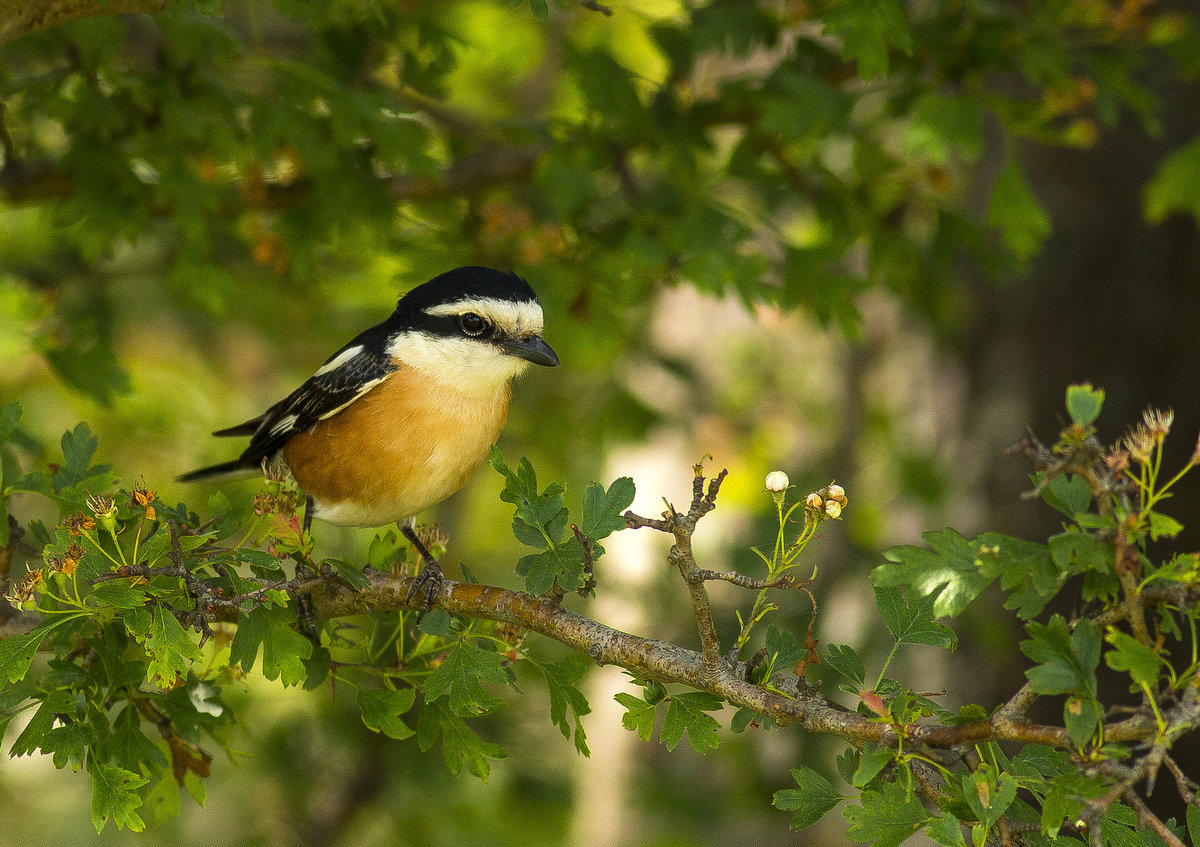 Maskeli örümcekkuşu