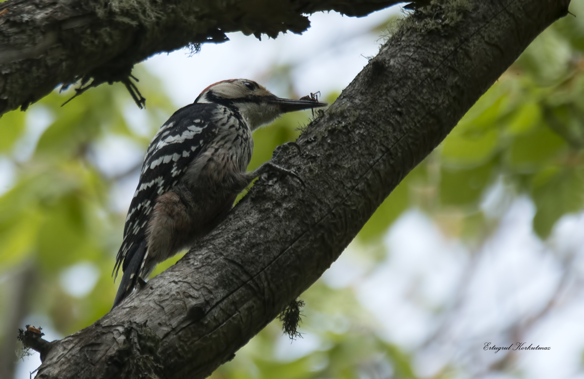 Aksırtlı ağaçkakan
