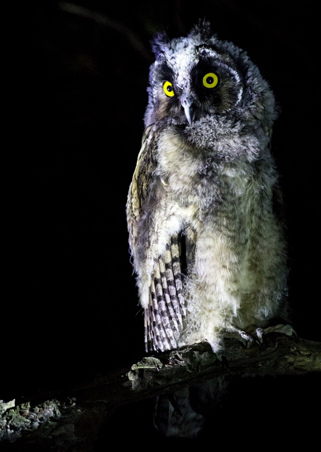 Kulaklı orman baykuşu