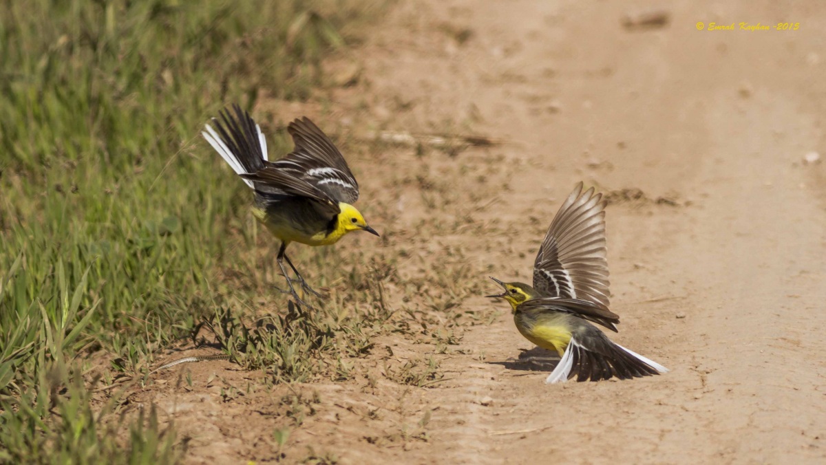 Sarıbaşlı kuyruksallayan