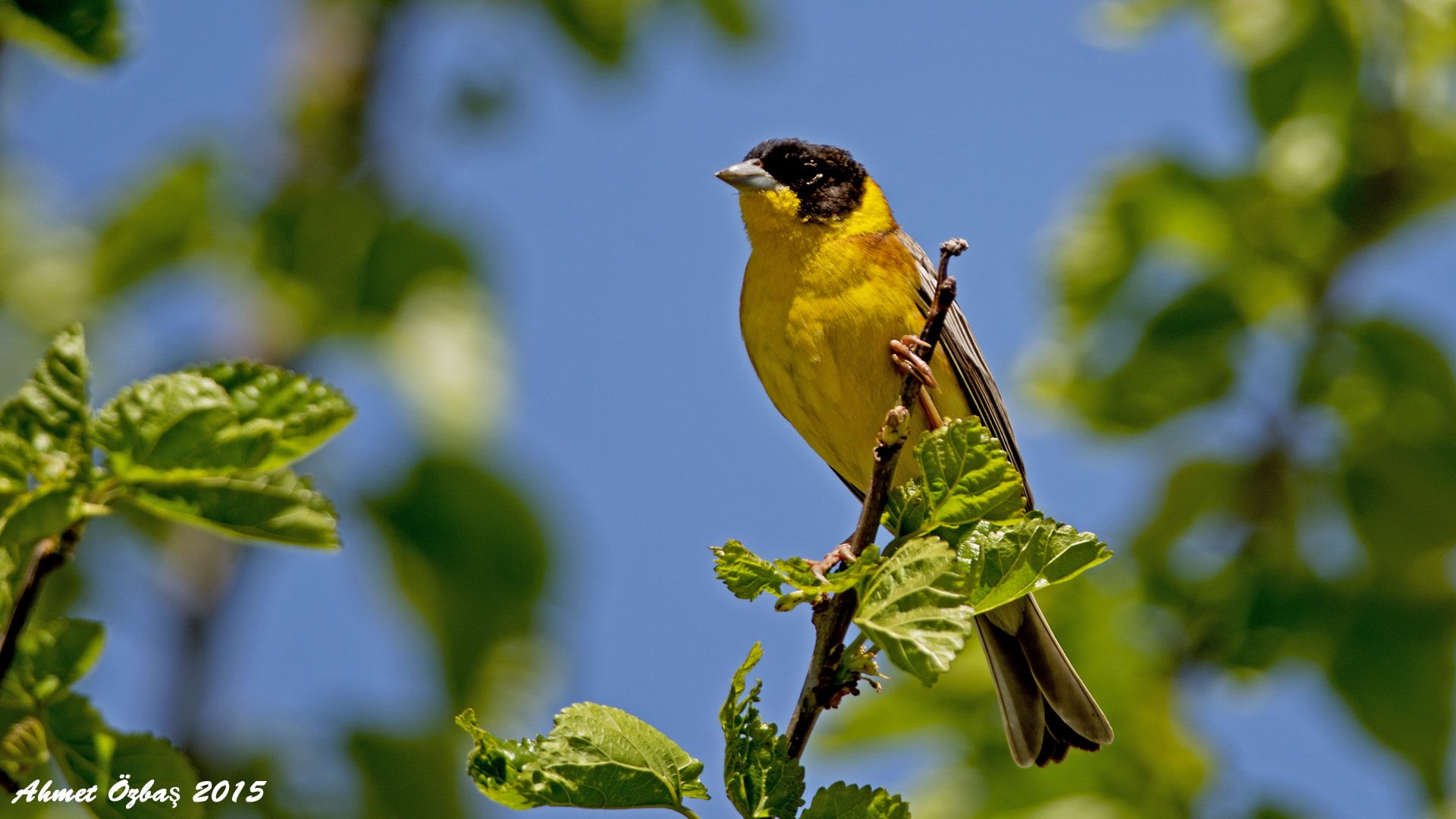 Karabaşlı kirazkuşu