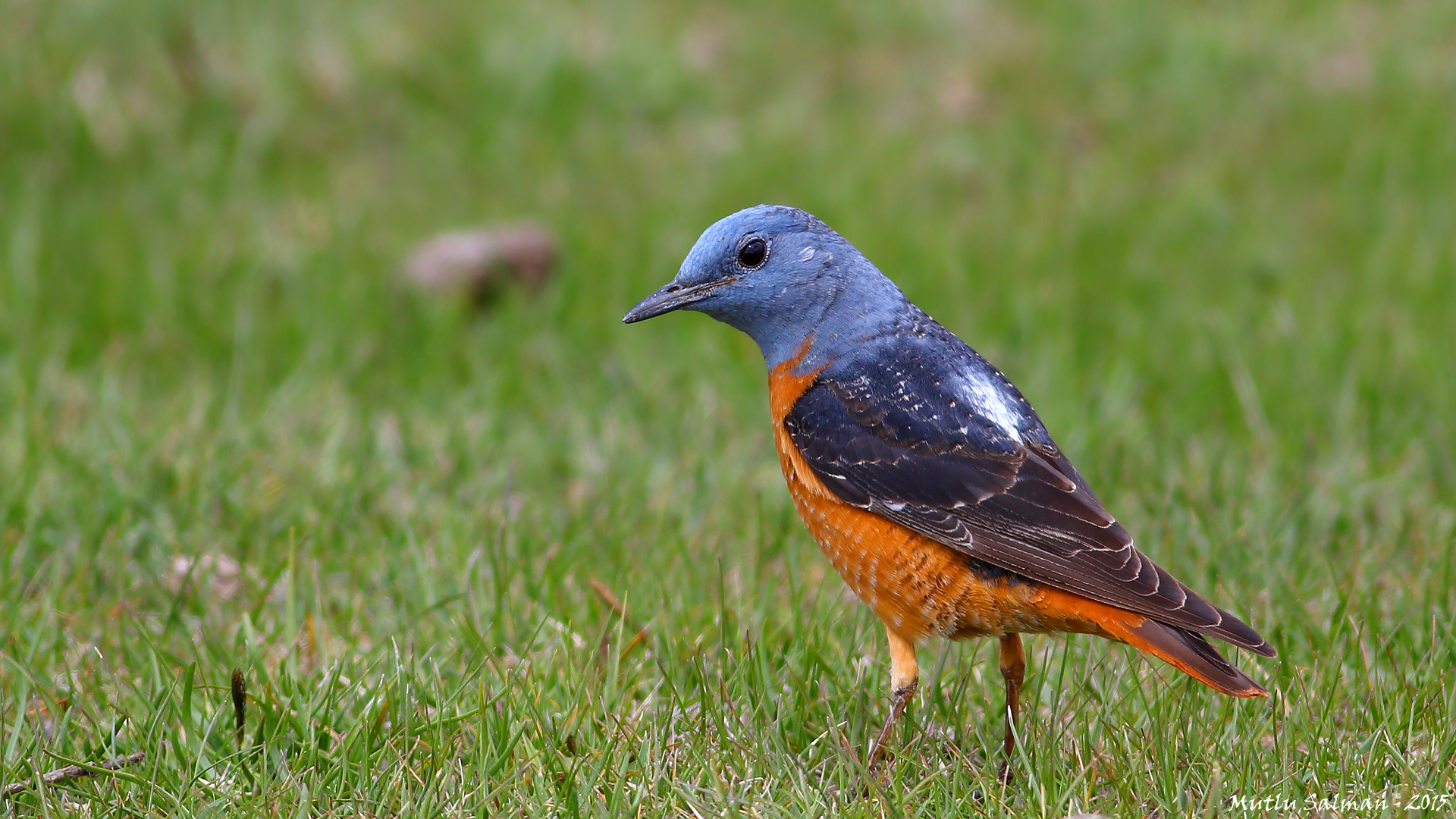 Taşkızılı » Common Rock Thrush » Monticola saxatilis