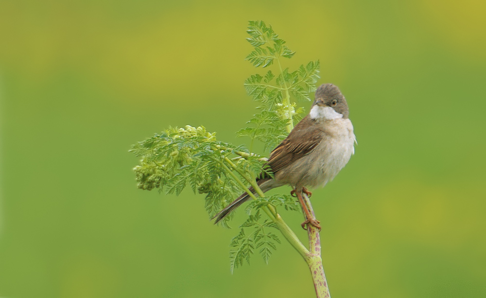 Akgerdanlı ötleğen