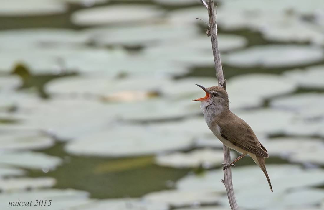 Büyük kamışçın