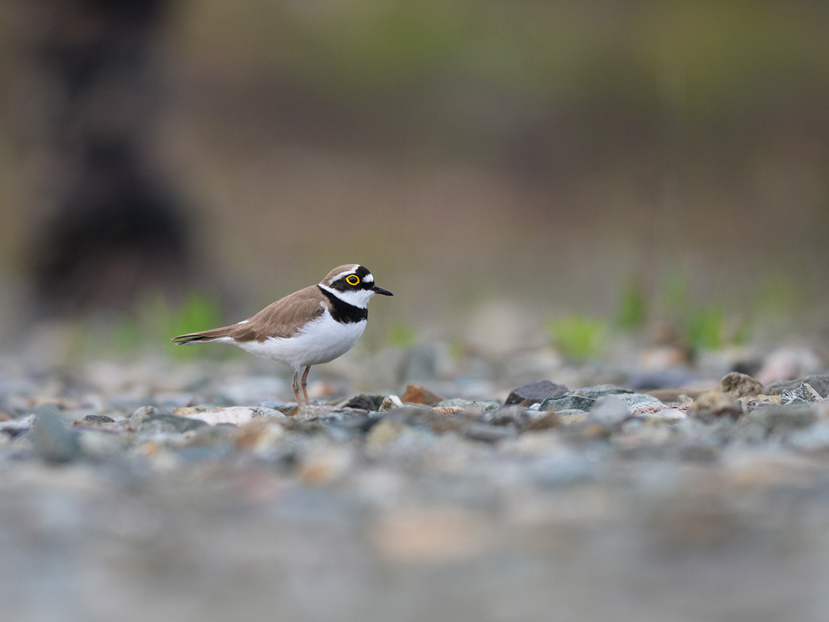 Halkalı küçük cılıbıt