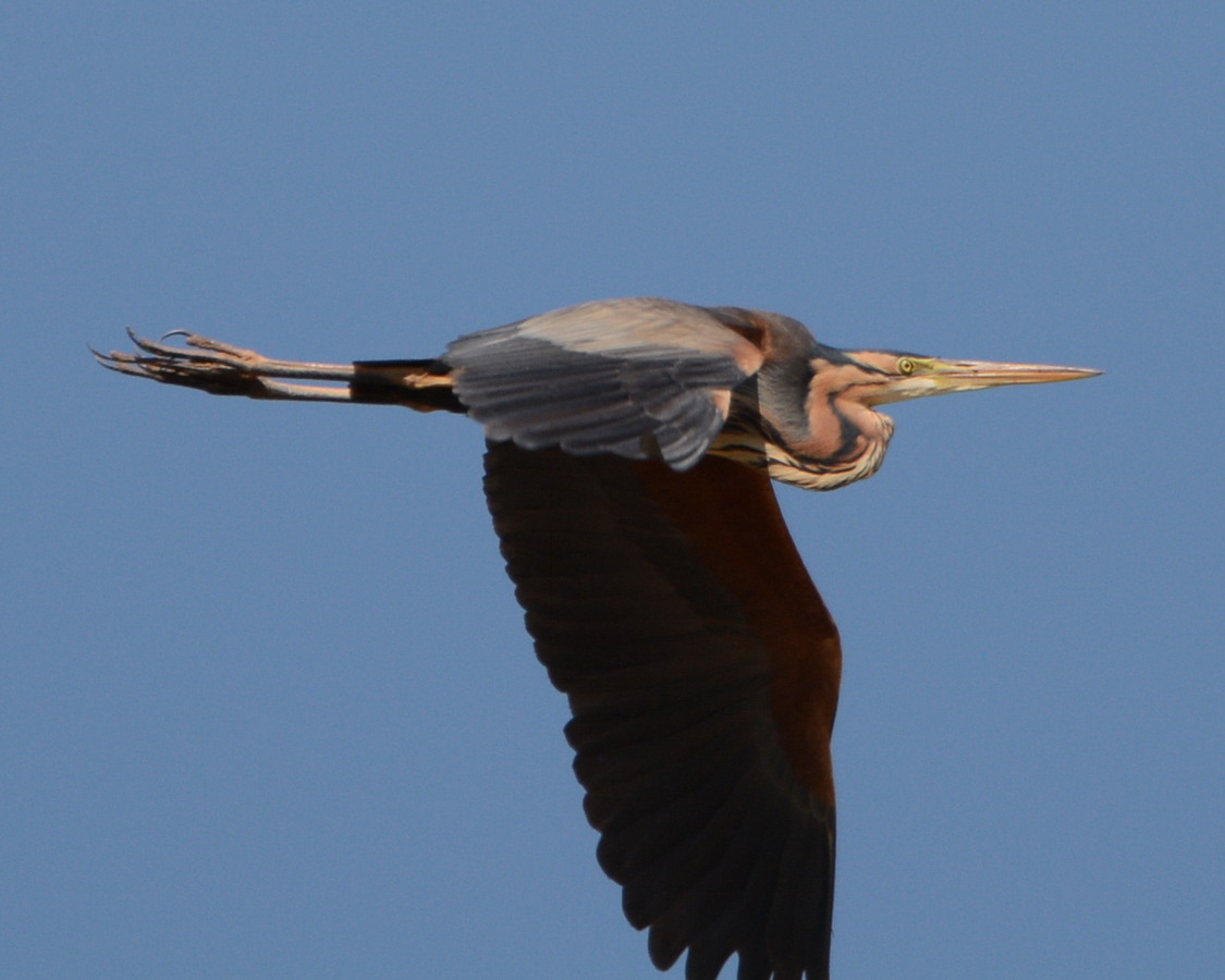 Erguvani balıkçıl