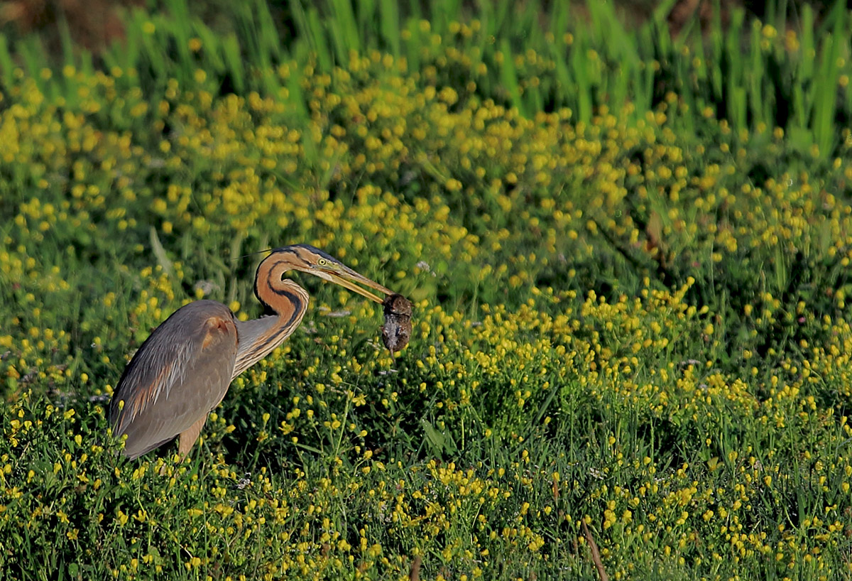 Erguvani balıkçıl