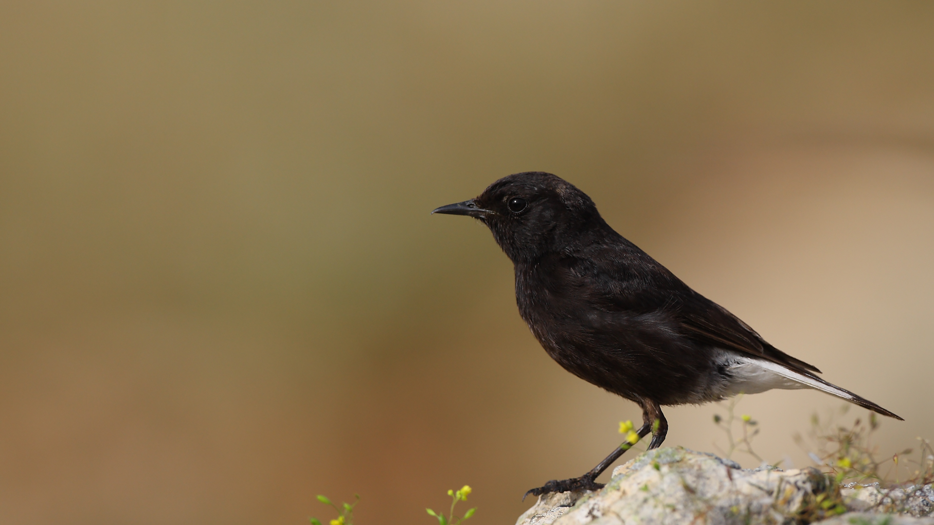 Karasırtlı kuyrukkakan