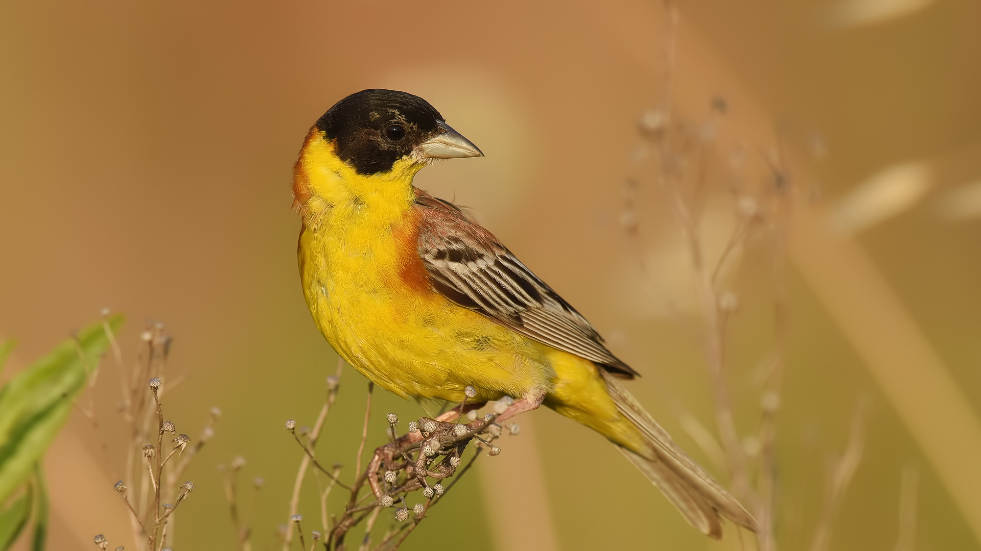 Karabaşlı kirazkuşu