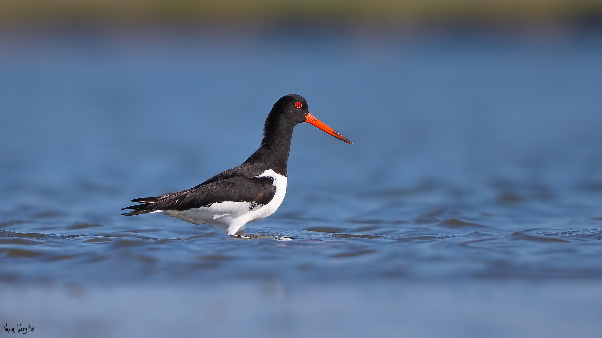 Poyrazkuşu » Eurasian Oystercatcher » Haematopus ostralegus