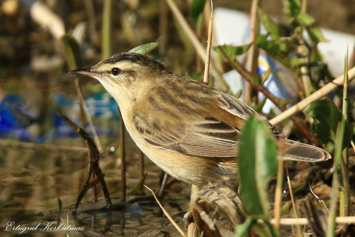 Kındıra kamışçını