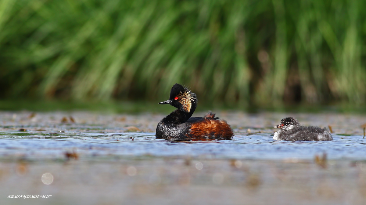 Karaboyunlu batağan