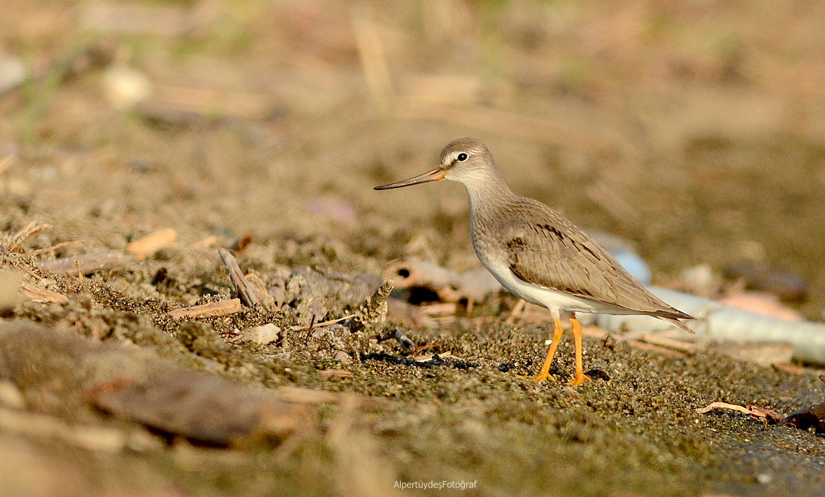 Terek düdükçünü