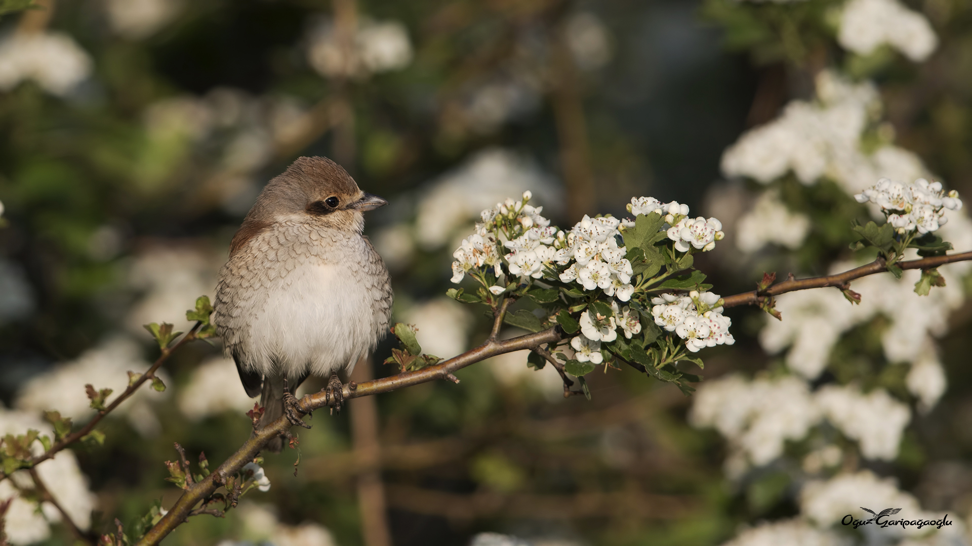 Kızılsırtlı örümcekkuşu