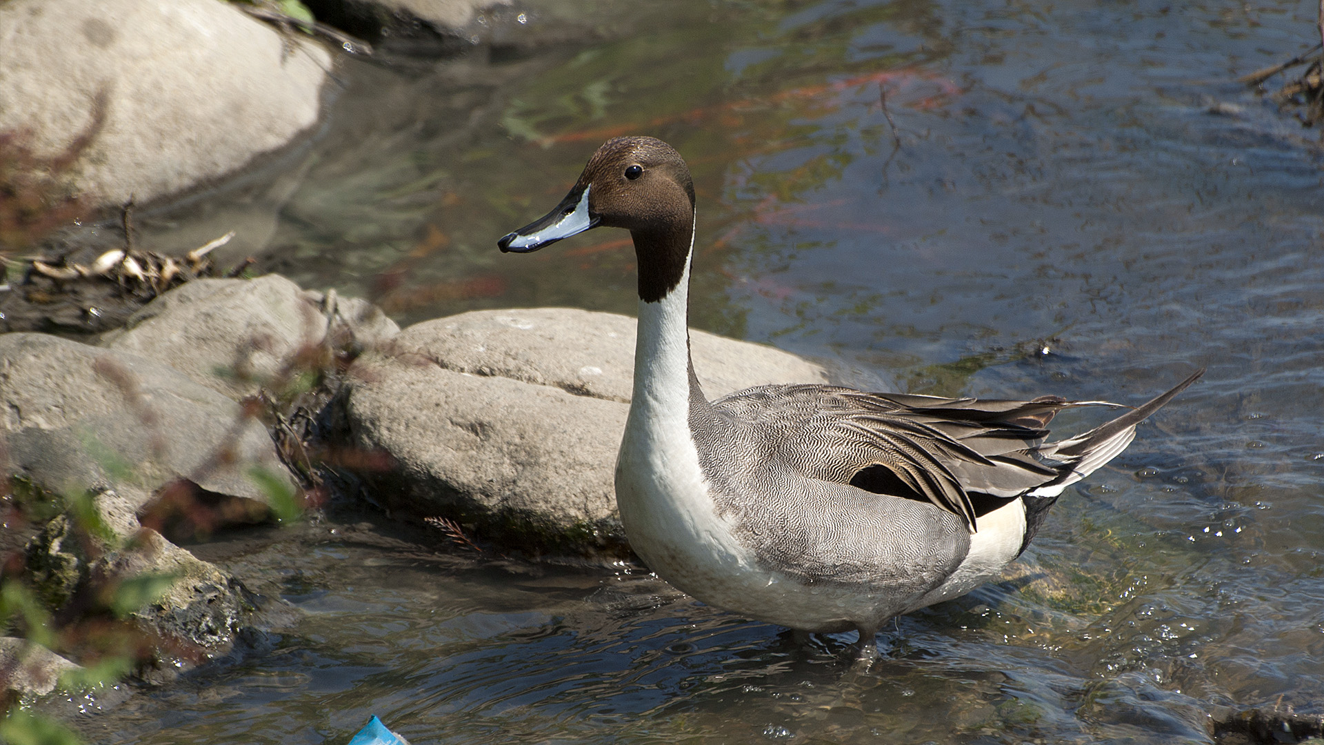 Kılkuyruk » Northern Pintail » Anas acuta