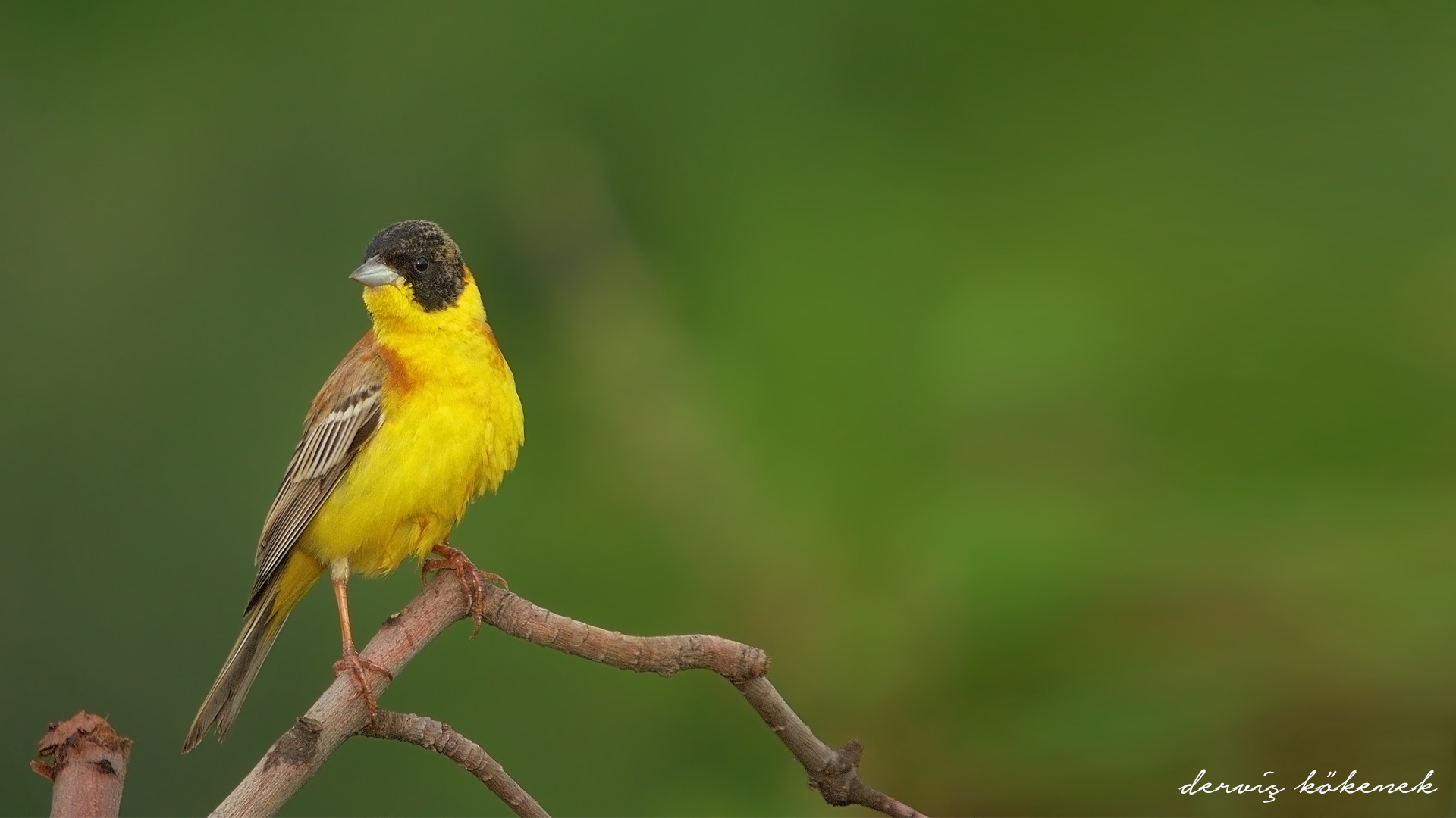 Karabaşlı kirazkuşu