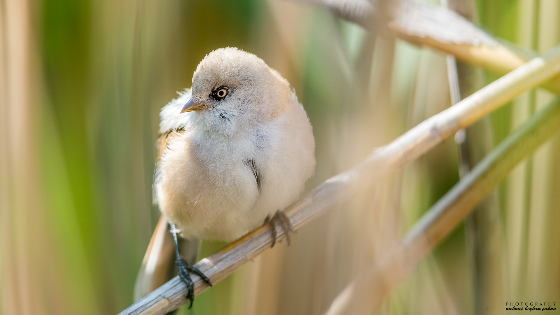 Bıyıklı baştankara