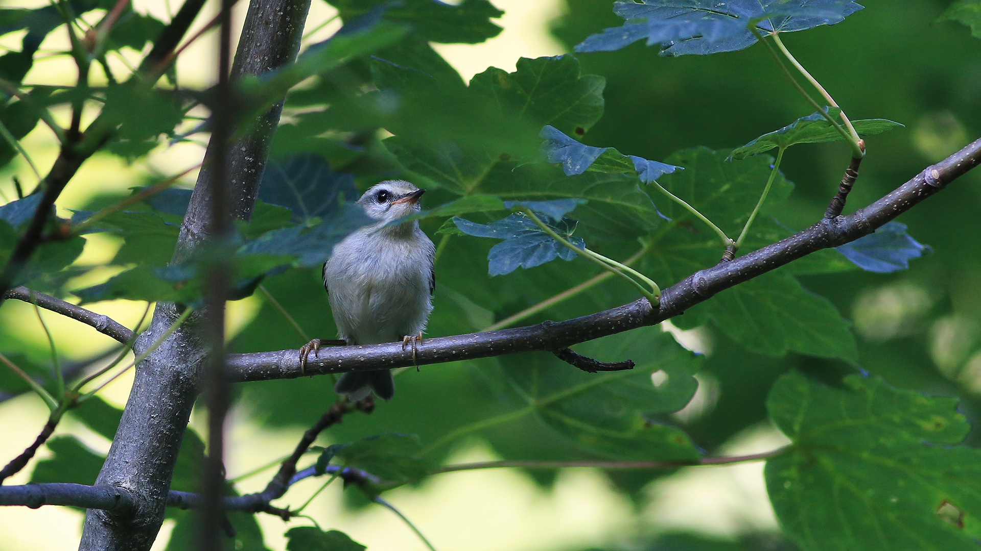 Sürmeli çalıkuşu