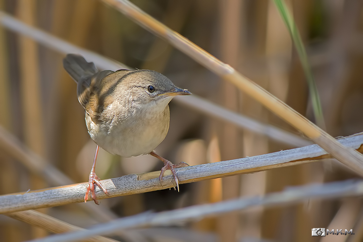 Bataklık kamışçını