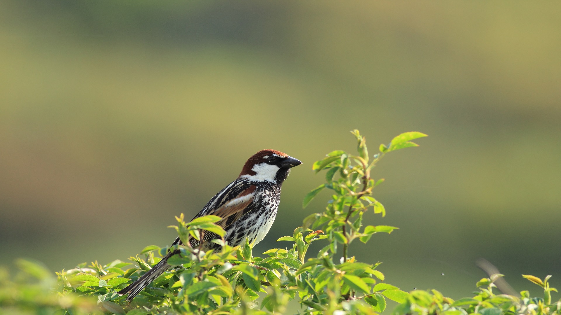 Söğüt serçesi » Spanish Sparrow » Passer hispaniolensis