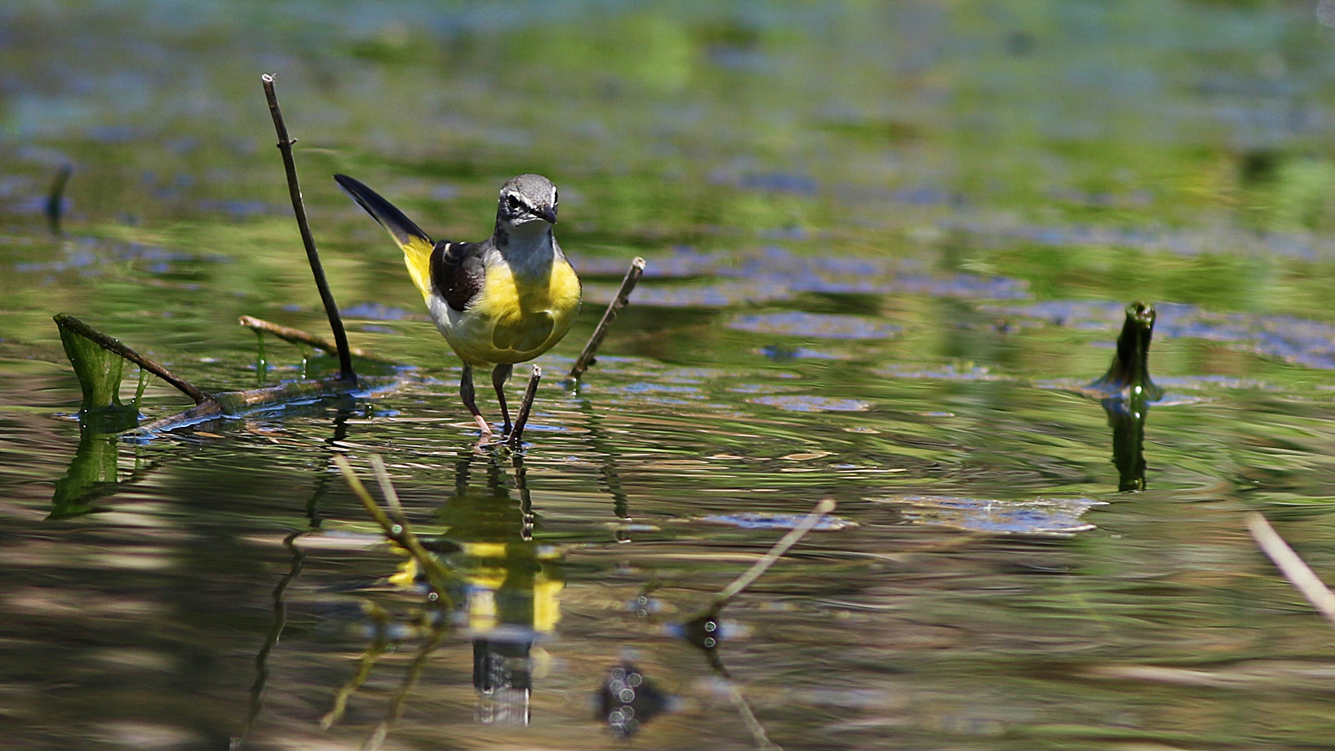 Dağ kuyruksallayanı