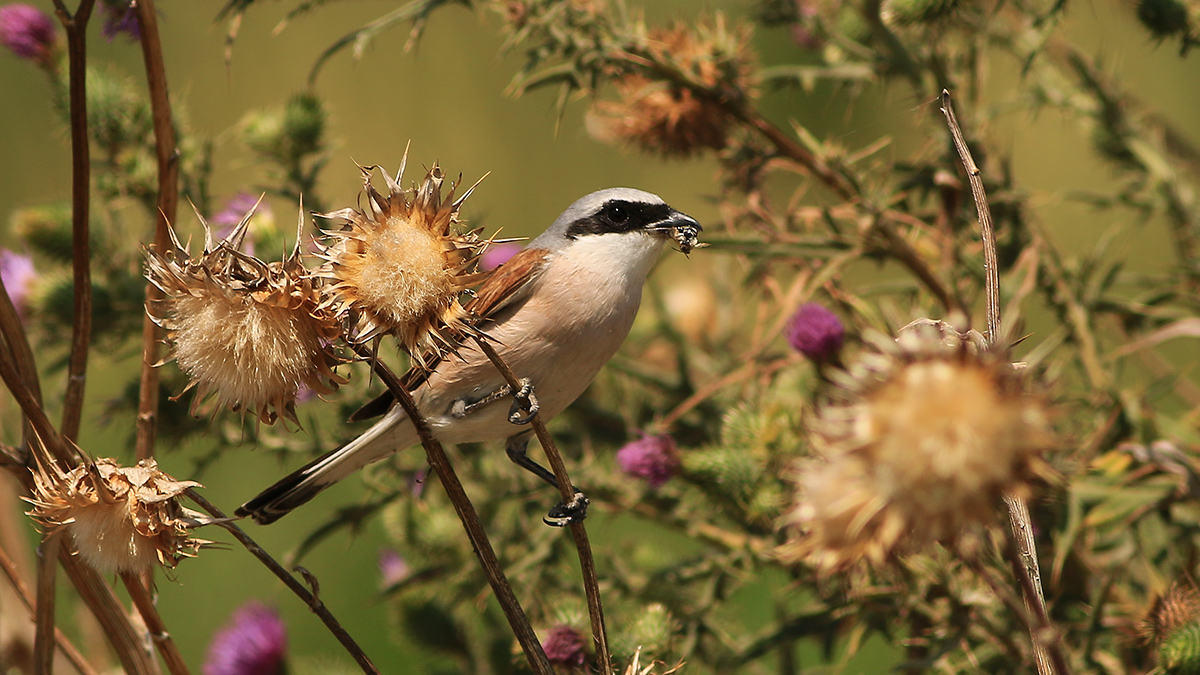 Kızılsırtlı örümcekkuşu