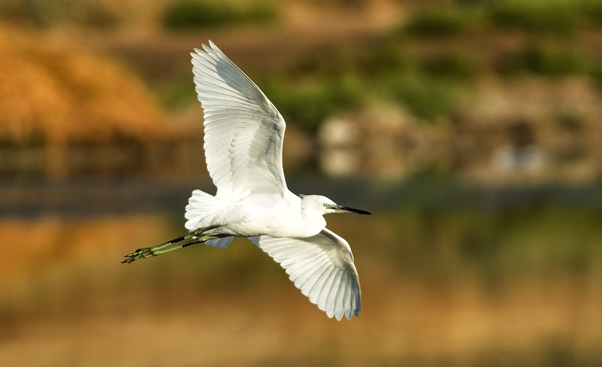 Küçük ak balıkçıl