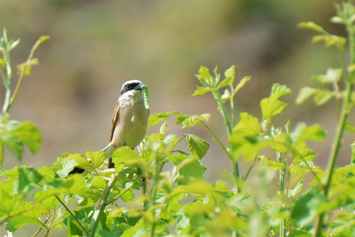 Kızılsırtlı örümcekkuşu