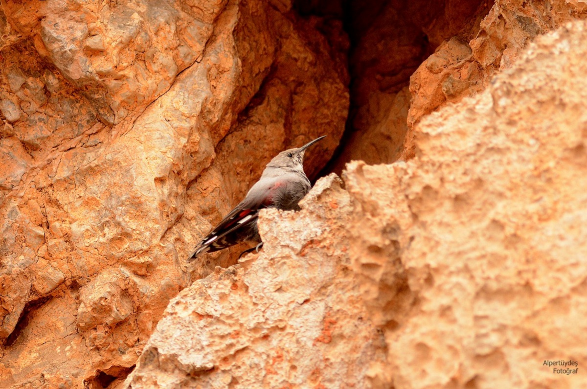 Duvar tırmaşıkkuşu