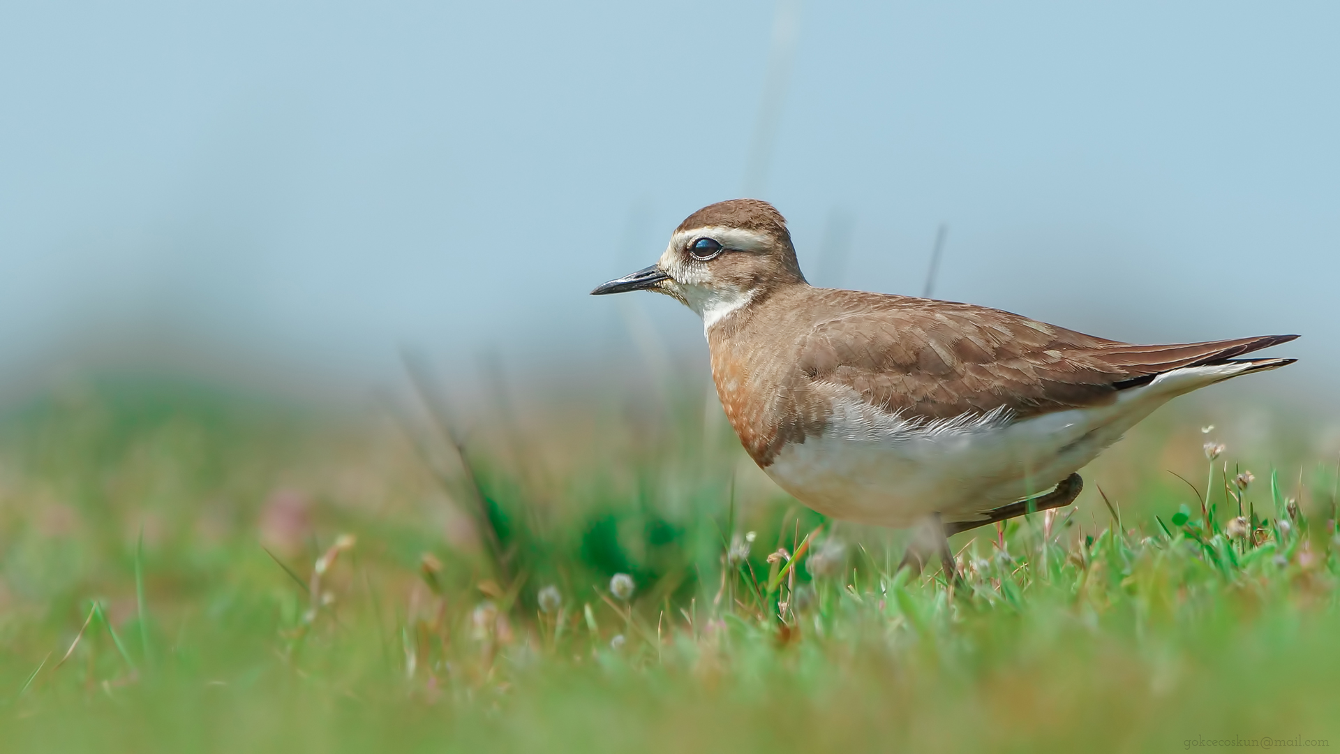 Doğu cılıbıtı » Caspian Plover » Charadrius asiaticus
