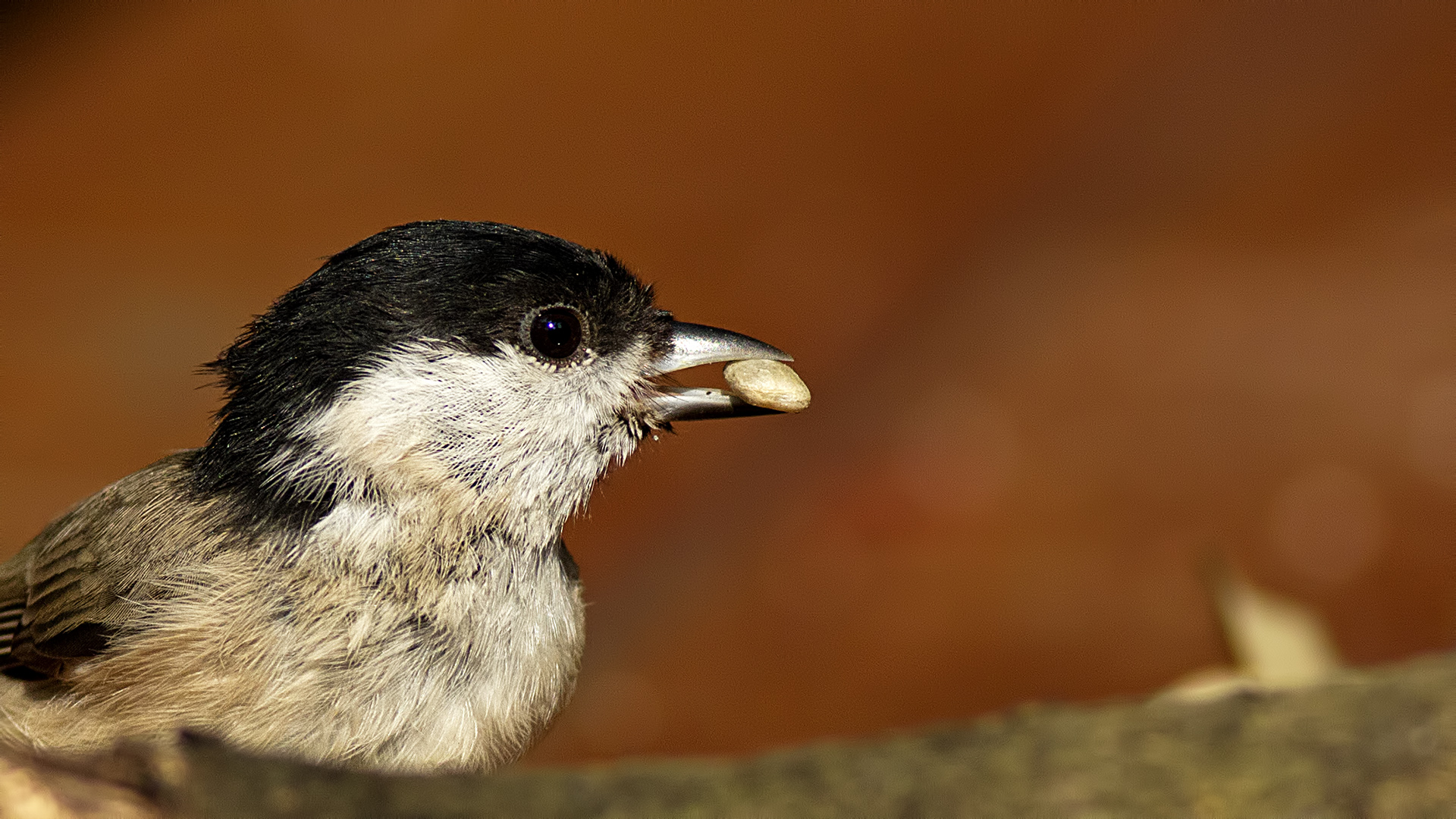 Kayın baştankarası » Marsh Tit » Poecile palustris