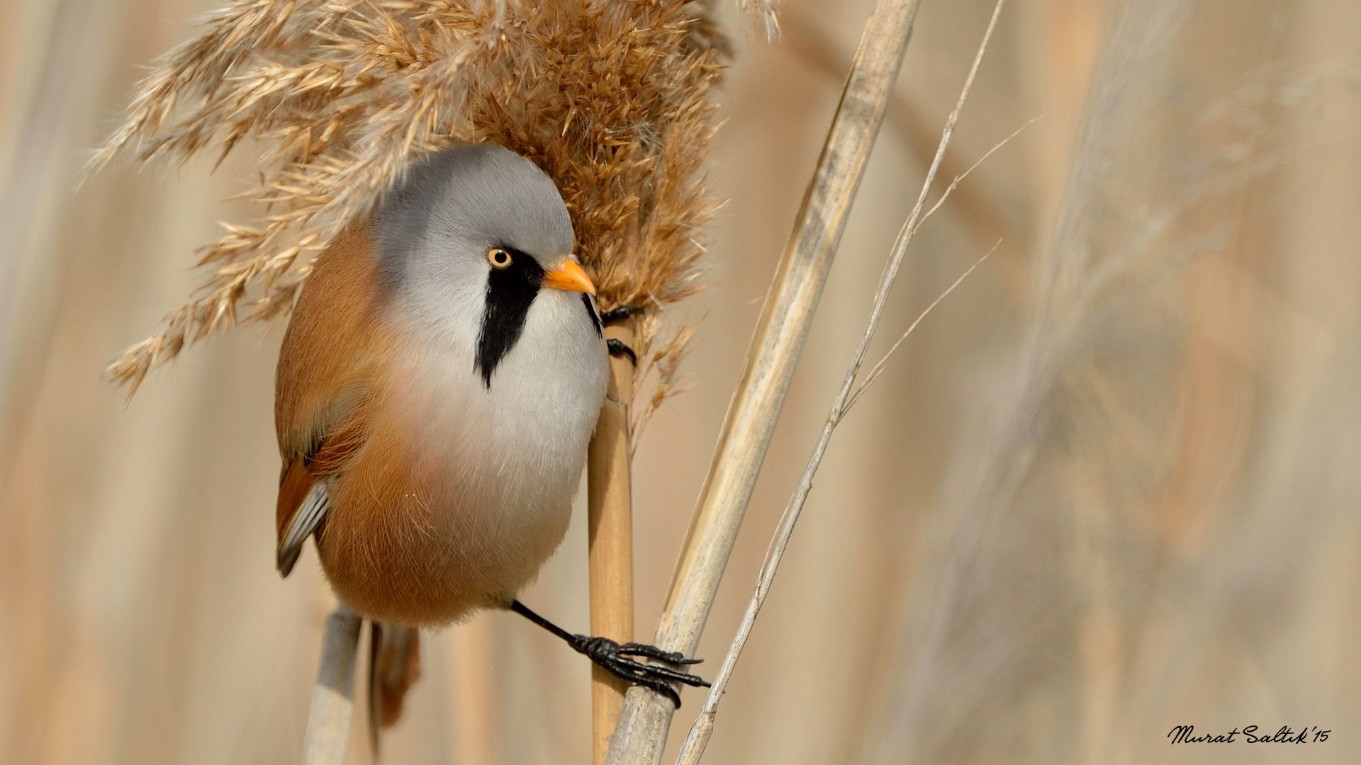 Bıyıklı baştankara