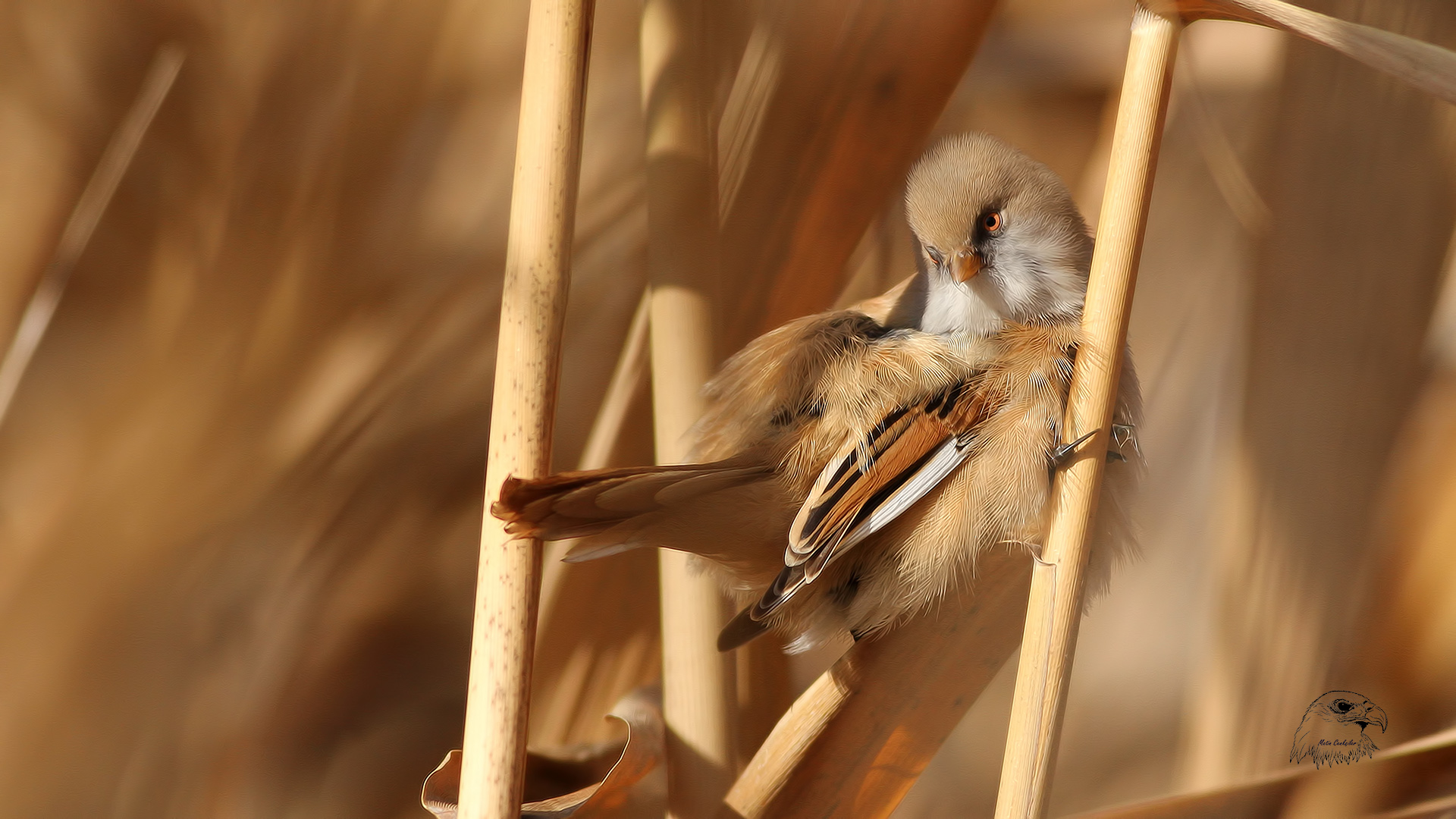 Bıyıklı baştankara