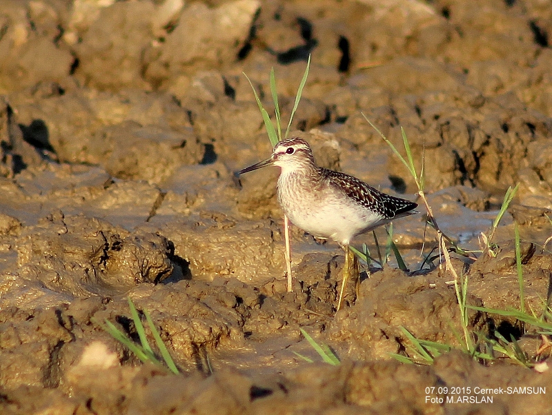 Orman düdükçünü