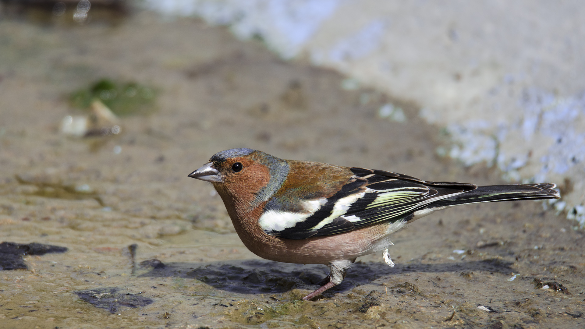 İspinoz » Common Chaffinch » Fringilla coelebs