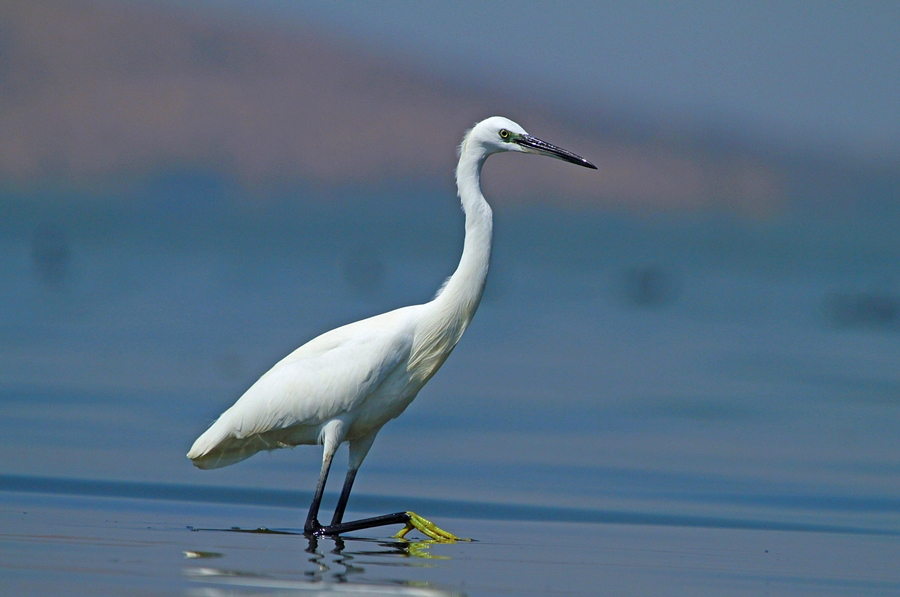 Küçük ak balıkçıl