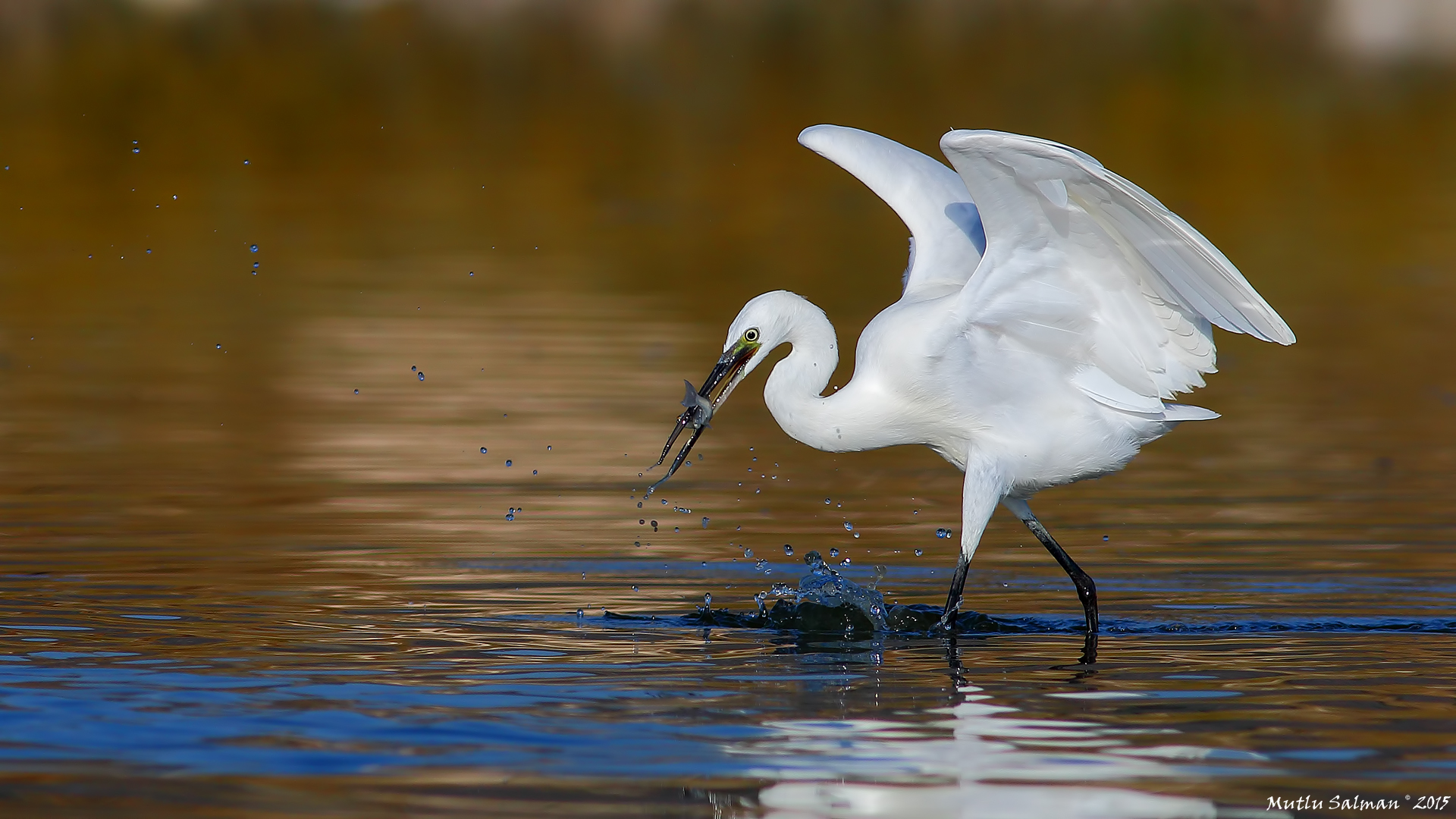 Küçük ak balıkçıl