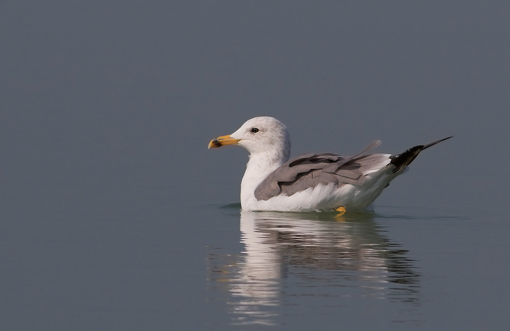 Van gölü martısı