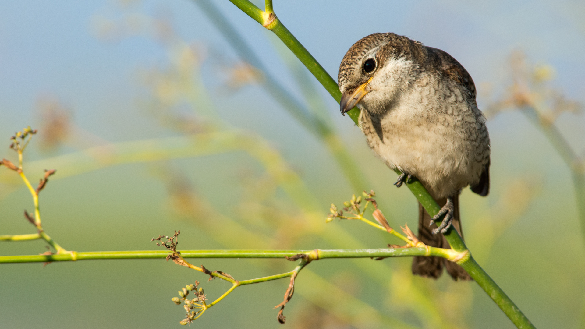 Kızılsırtlı örümcekkuşu » Red-backed Shrike » Lanius collurio