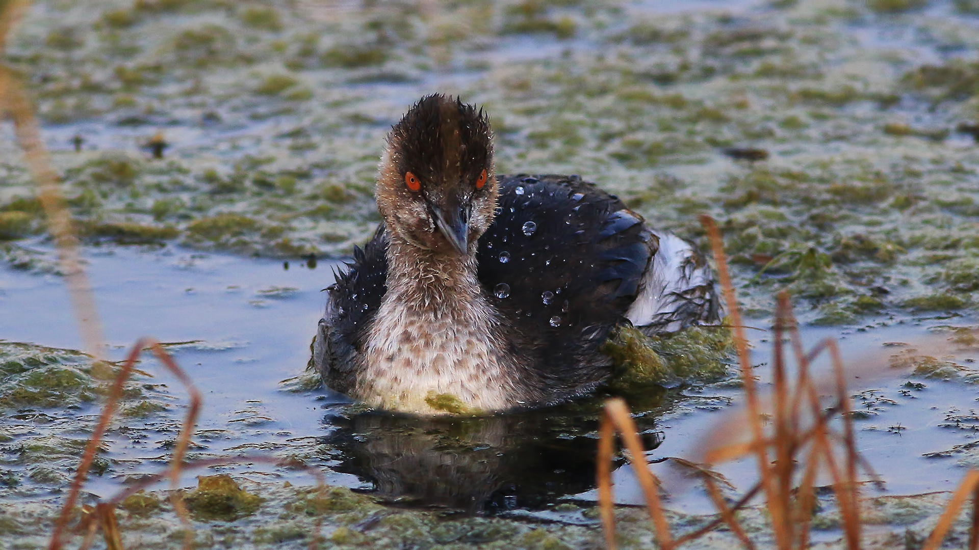 Karaboyunlu batağan