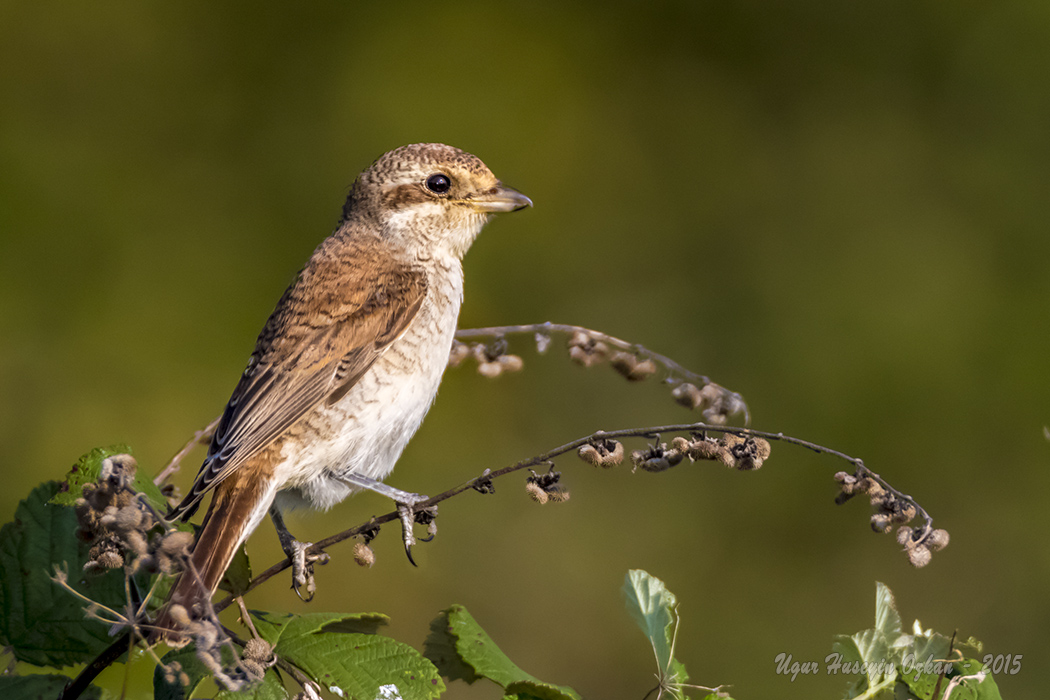 Kızılsırtlı örümcekkuşu